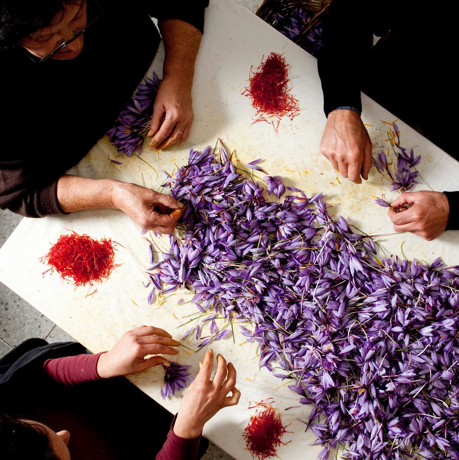 Hands separating red saffron threads from purple crocus flowers around a table