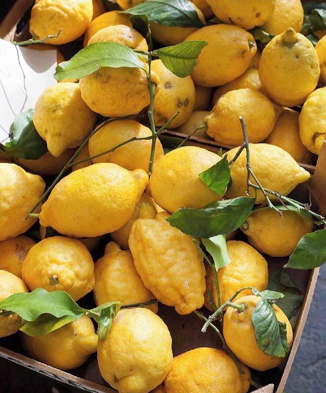A box of sunlit yellow lemons with green leaves