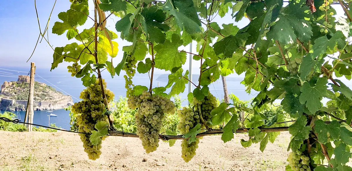 Grape clusters hanging from leafy vines with a castle across the water